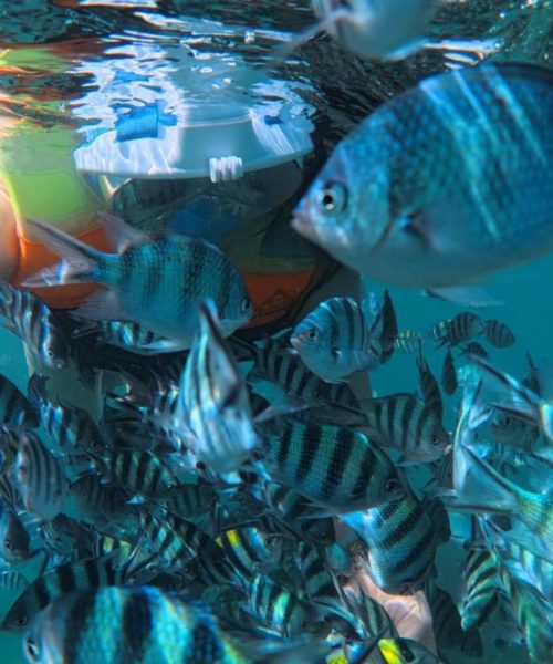 Guests enjoying the crystal clear water during the Bintan snorkeling tour.